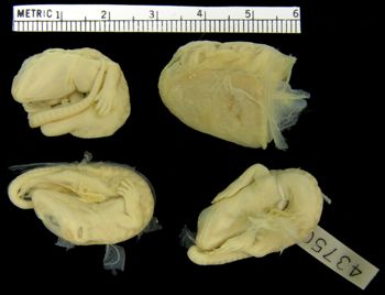 Media type: image;   Herpetology R-43750